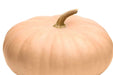 Pumpkin Seeds - Long Island Cheese - Alliance of Native Seedkeepers - Squash