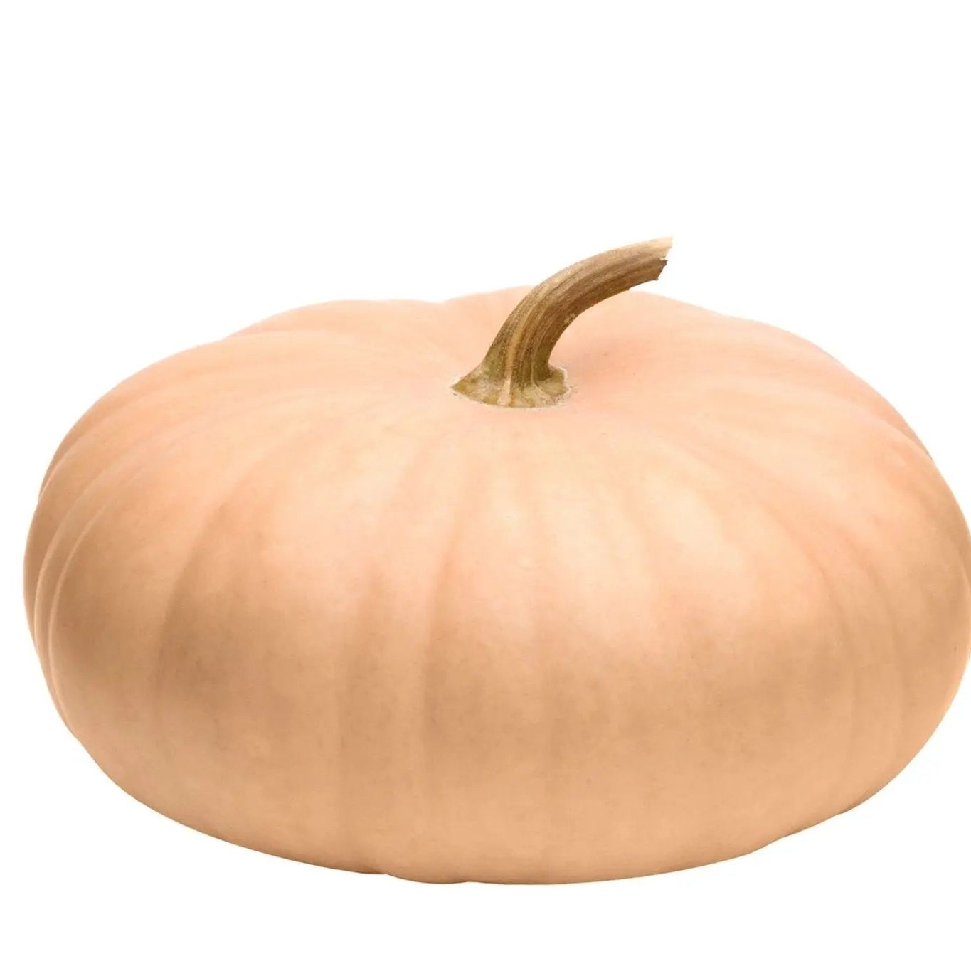 Pumpkin Seeds - Long Island Cheese - Alliance of Native Seedkeepers - Vegetable Seeds