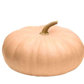 Pumpkin Seeds - Long Island Cheese - Alliance of Native Seedkeepers - Vegetable Seeds