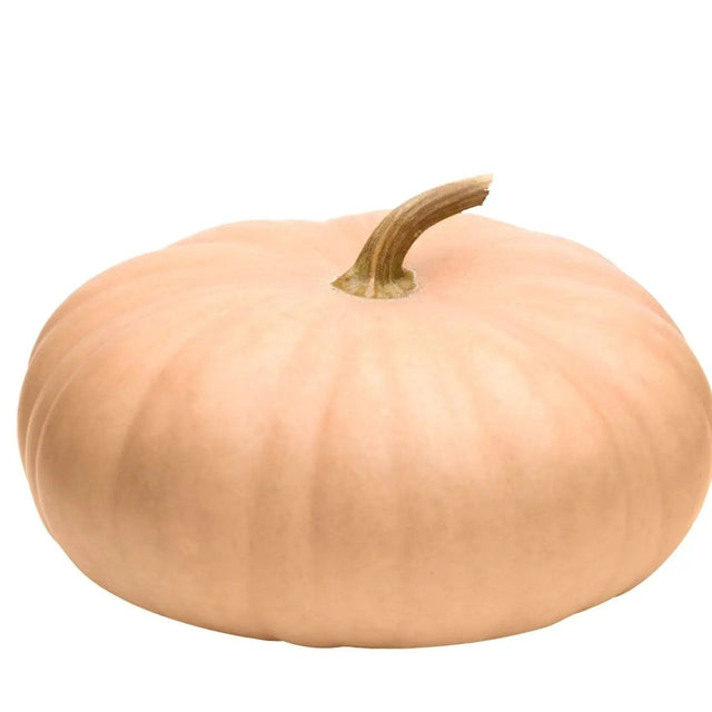 Pumpkin Seeds - Long Island Cheese - Alliance of Native Seedkeepers - Vegetable Seeds