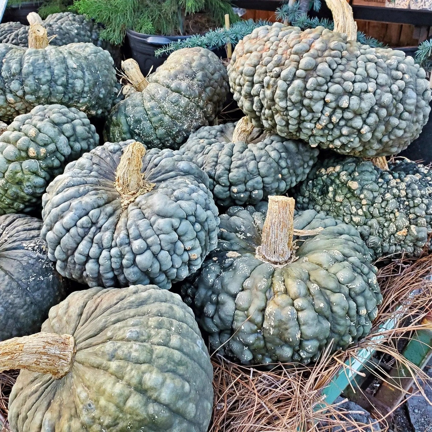 Pumpkin Seeds - Marina Di Chioggia - Alliance of Native Seedkeepers - Vegetable Seeds