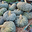 Pumpkin Seeds - Marina Di Chioggia - Alliance of Native Seedkeepers - Vegetable Seeds