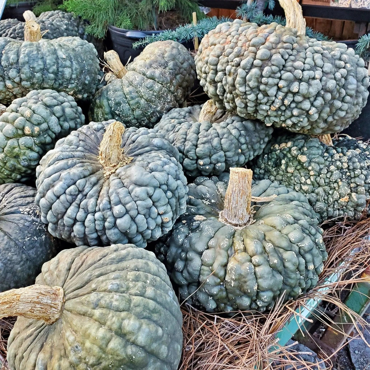 Pumpkin Seeds - Marina Di Chioggia - Alliance of Native Seedkeepers - Vegetable Seeds