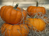 Pumpkin Seeds - New England Sugar Pie - Alliance of Native Seedkeepers - Squash