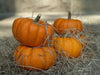 Pumpkin Seeds - New England Sugar Pie - Alliance of Native Seedkeepers - Squash