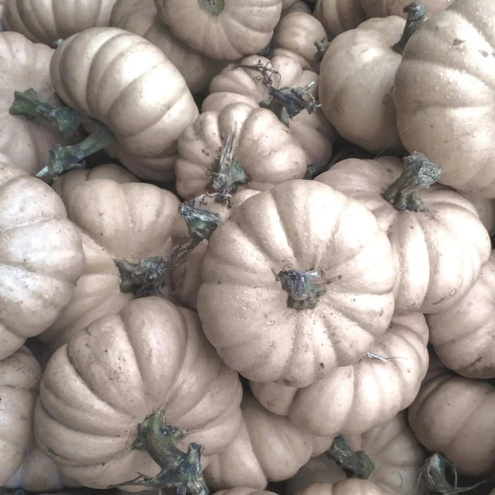 Pumpkin Seeds - Valenciano - Alliance of Native Seedkeepers - Squash