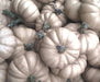 Pumpkin Seeds - Valenciano - Alliance of Native Seedkeepers - Squash