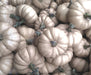Pumpkin Seeds - Valenciano - Alliance of Native Seedkeepers - Squash