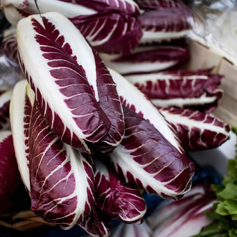 Radicchio Seeds - Rouge De Verona - Alliance of Native Seedkeepers - Late Summer & Fall Planting Collection