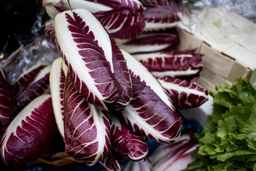 Radicchio Seeds - Rouge De Verona - Alliance of Native Seedkeepers - Late Summer & Fall Planting Collection