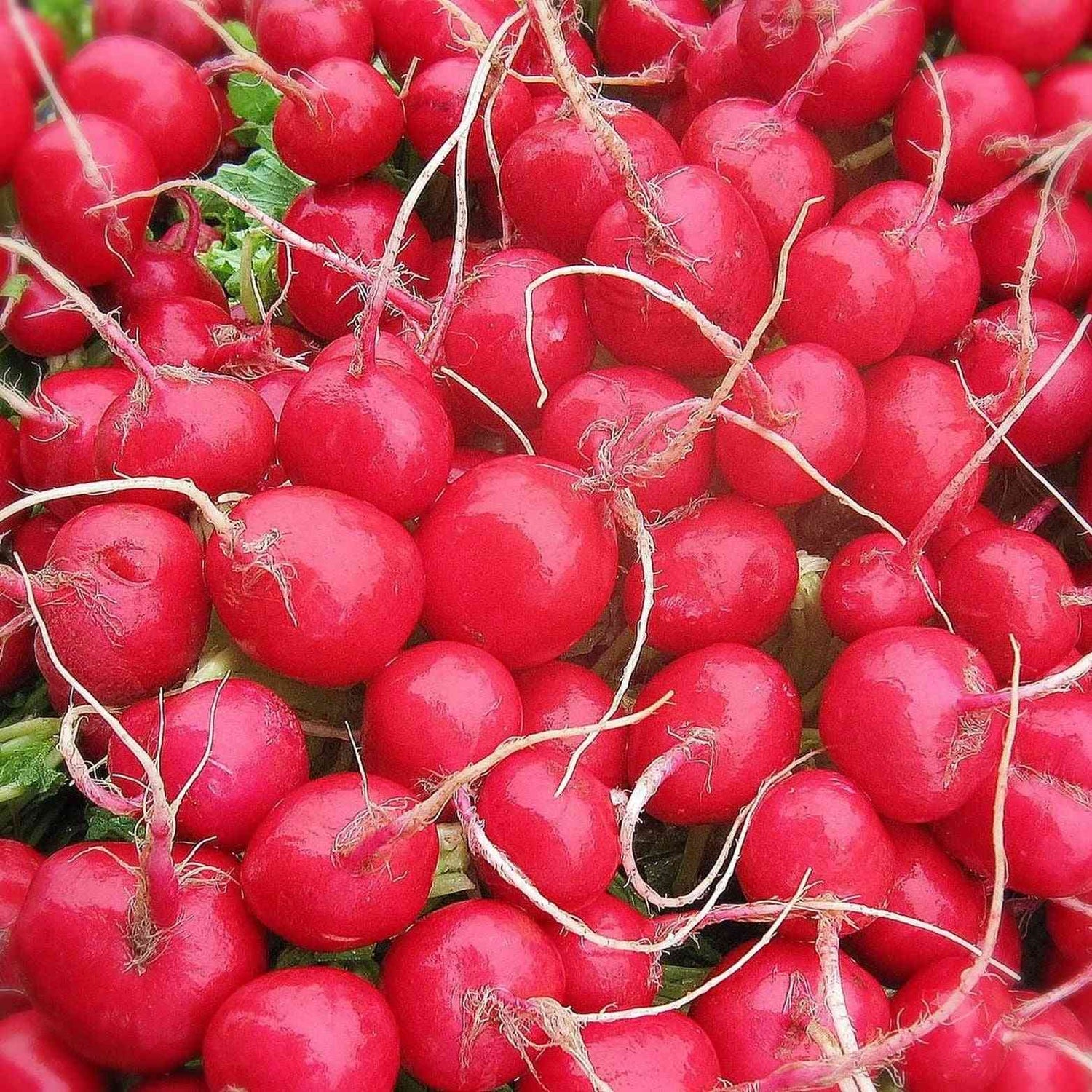 Firebrick Radish Seeds - Cherry Belle Radish Alliance Of Native Seedkeepers Vegetable Seeds