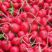Firebrick Radish Seeds - Cherry Belle Radish Alliance Of Native Seedkeepers Vegetable Seeds