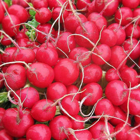 Firebrick Radish Seeds - Cherry Belle Radish Alliance Of Native Seedkeepers Vegetable Seeds