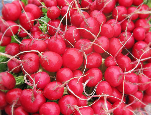 Radish Seeds - Cherry Belle - Alliance of Native Seedkeepers - 1. All Vegetables