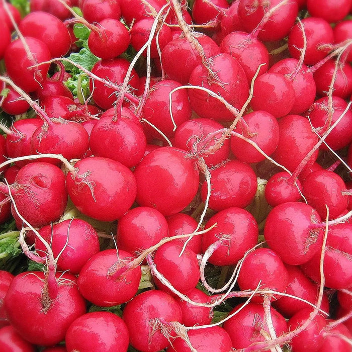 Radish Seeds - Cherry Belle - Alliance of Native Seedkeepers - 1. All Vegetables