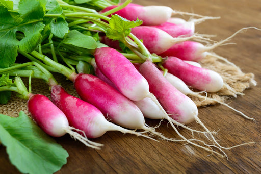Radish Seeds - French Breakfast - Alliance of Native Seedkeepers - 1. All Vegetables