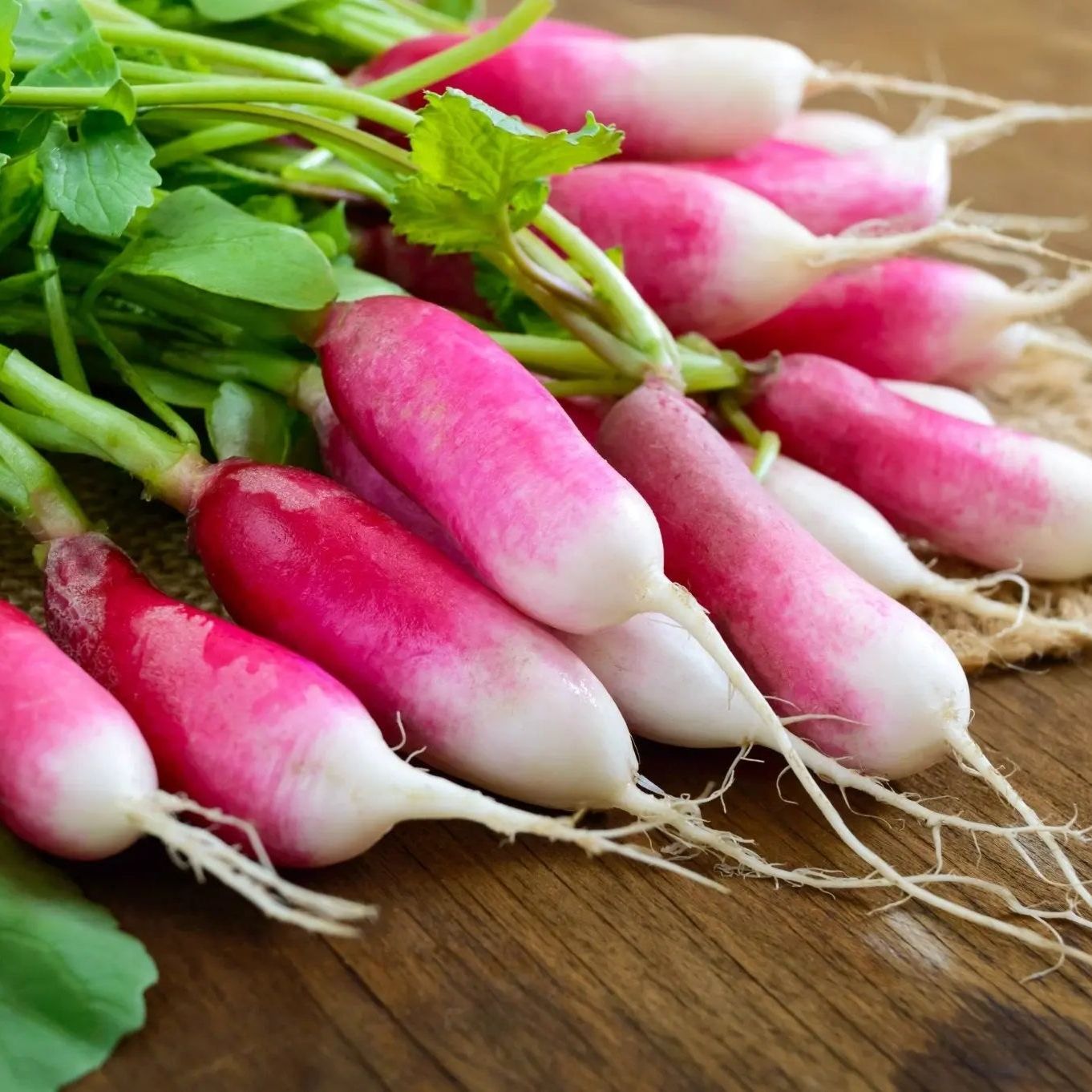 Radish Seeds - French Breakfast - Alliance of Native Seedkeepers - Vegetable Seeds