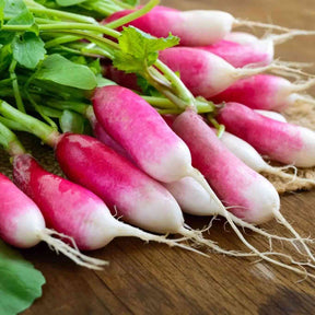 Radish Seeds - French Breakfast - Alliance of Native Seedkeepers - Vegetable Seeds