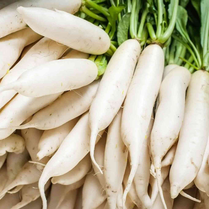Japanese Daikon Minowase Radish