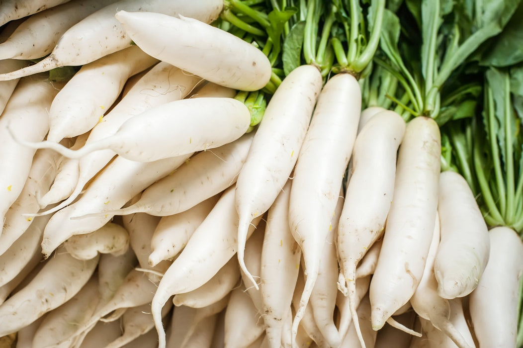 Radish Seeds - Japanese Daikon/Fracking - Alliance of Native Seedkeepers - 5. Cover Crops & Grains