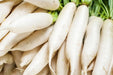 Radish Seeds - Japanese Daikon/Fracking - Alliance of Native Seedkeepers - 5. Cover Crops & Grains