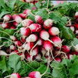 Radish Seeds - Sparkler Radish - Alliance of Native Seedkeepers - Vegetable Seeds
