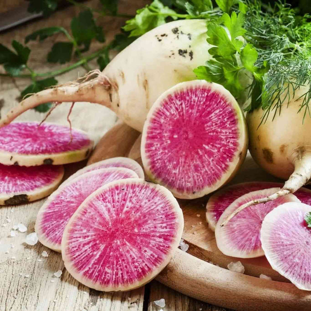 Tan Radish Seeds - Watermelon (Shinrimei) Alliance Of Native Seedkeepers Vegetable Seeds