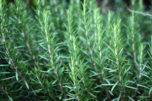 Rosemary Seeds - Alliance of Native Seedkeepers - 4. All Herbs