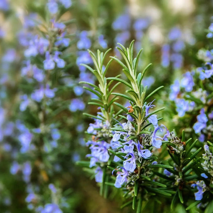 Rosemary Seeds - Alliance of Native Seedkeepers - 4. All Herbs