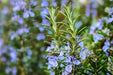 Rosemary Seeds - Alliance of Native Seedkeepers - 4. All Herbs