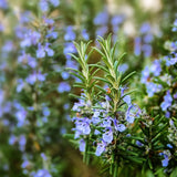 Rosemary Seeds - Alliance of Native Seedkeepers - Herb Seeds