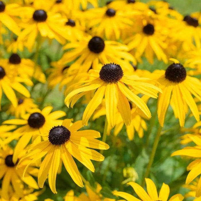 Rudbeckia Seeds - Black Eyed Susan - Alliance of Native Seedkeepers - Perennials