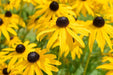 Rudbeckia Seeds - Black Eyed Susan - Alliance of Native Seedkeepers - Perennials