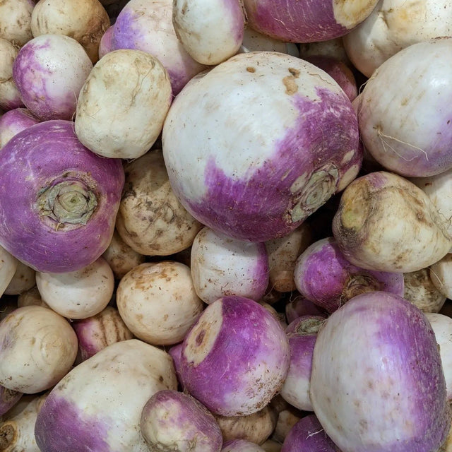 Rutabaga Seeds - American Purple Top Rutabaga - Alliance of Native Seedkeepers - Vegetable Seeds