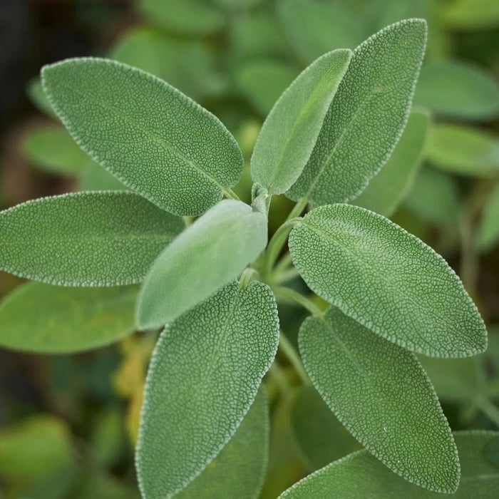 Sage Seeds - Broadleaf - Alliance of Native Seedkeepers - 4. All Herbs