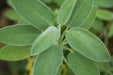 Sage Seeds - Broadleaf - Alliance of Native Seedkeepers - 4. All Herbs