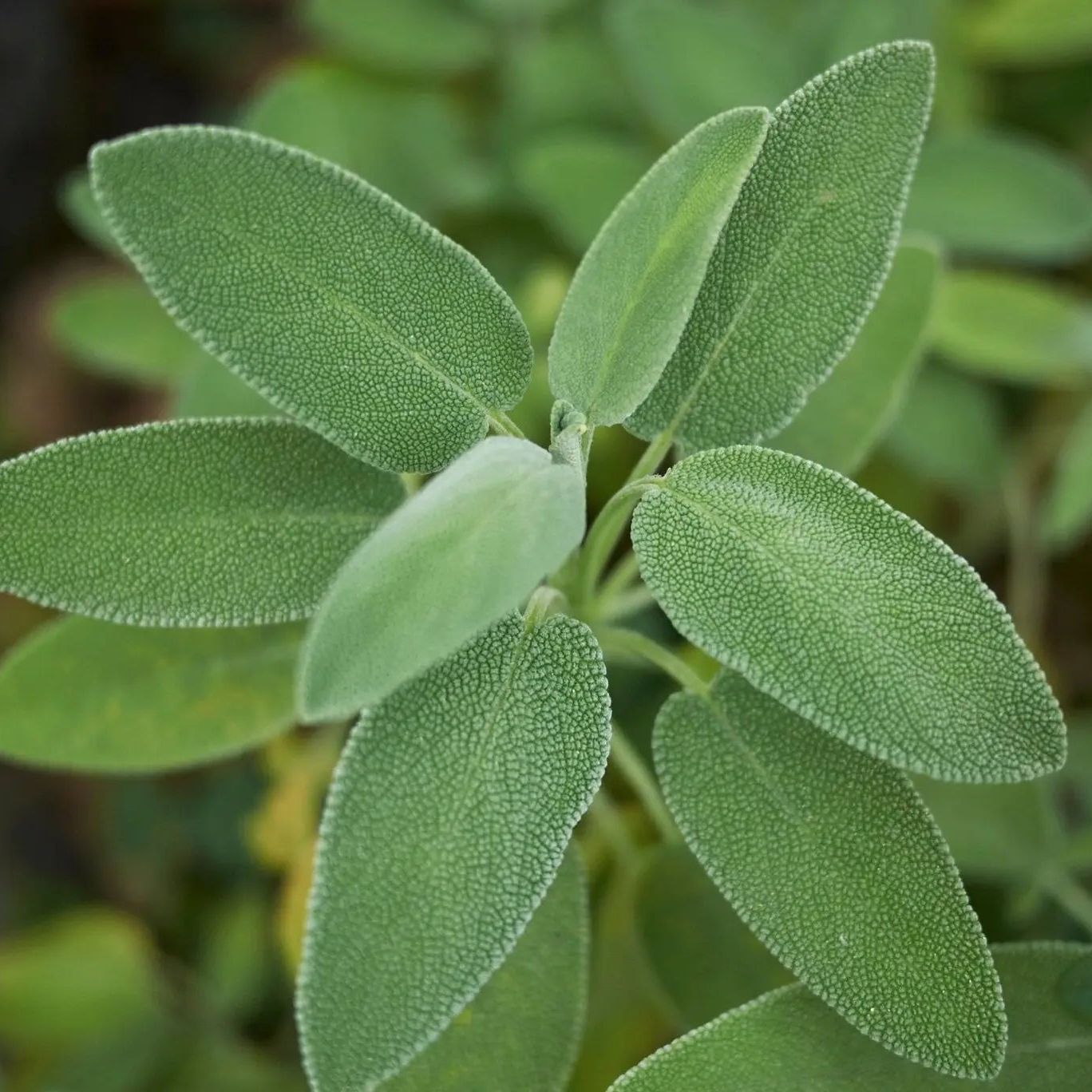 Sage Seeds - Broadleaf Sage (Organic) - Alliance of Native Seedkeepers - Herb Seeds