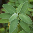 Sage Seeds - Broadleaf Sage (Organic) - Alliance of Native Seedkeepers - Herb Seeds