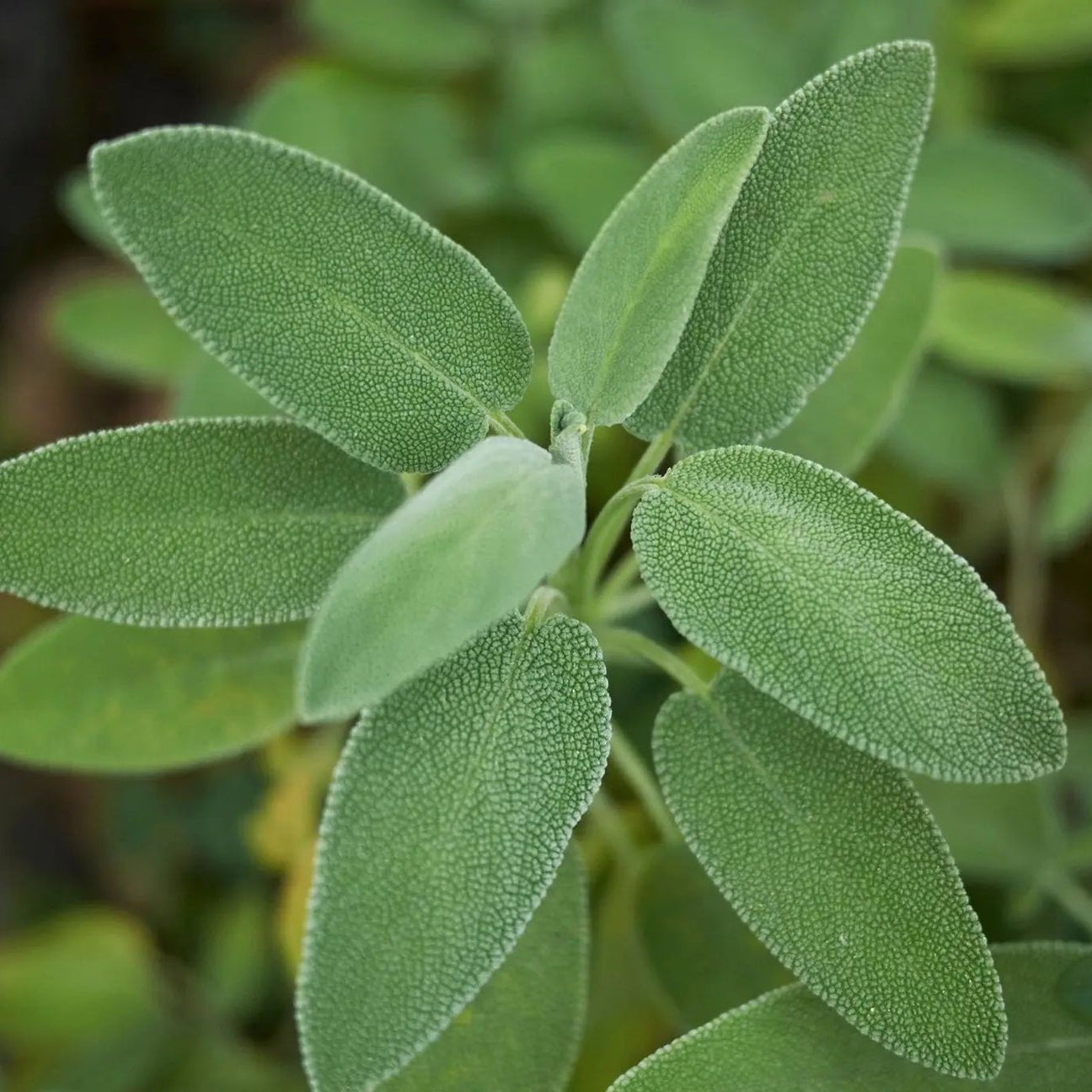 Sage Seeds - Broadleaf Sage (Organic) - Alliance of Native Seedkeepers - Herb Seeds