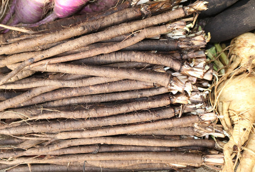 Salsify Seeds - Mammoth Sandwich island - Alliance of Native Seedkeepers - Late Summer & Fall Planting Collection