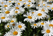 Shasta Daisy Seeds - Alaska - Alliance of Native Seedkeepers - Perennials