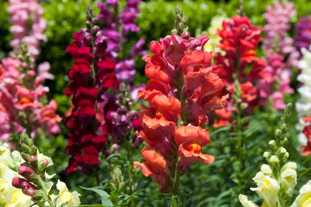 Snapdragon Seeds - Baby - Alliance of Native Seedkeepers - 3. All Flowers