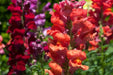 Snapdragon Seeds - Baby - Alliance of Native Seedkeepers - 3. All Flowers