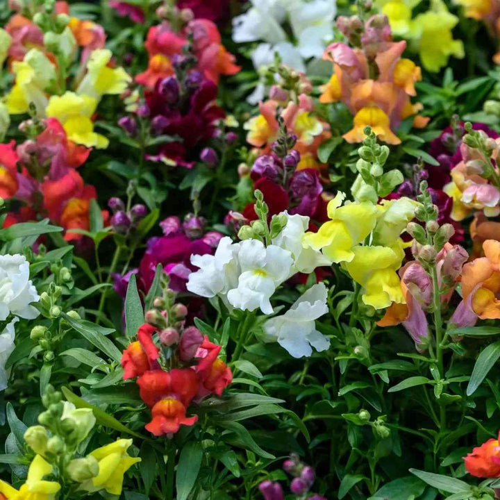 Maximum Mix Snapdragon Seeds