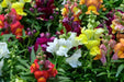 Snapdragon Seeds - Tall Mix - Alliance of Native Seedkeepers - 3. All Flowers