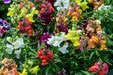 Snapdragon Seeds - Tall Mix - Alliance of Native Seedkeepers - 3. All Flowers