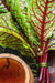 Sorrel Seeds - Red Veined - Alliance of Native Seedkeepers - 1. All Vegetables