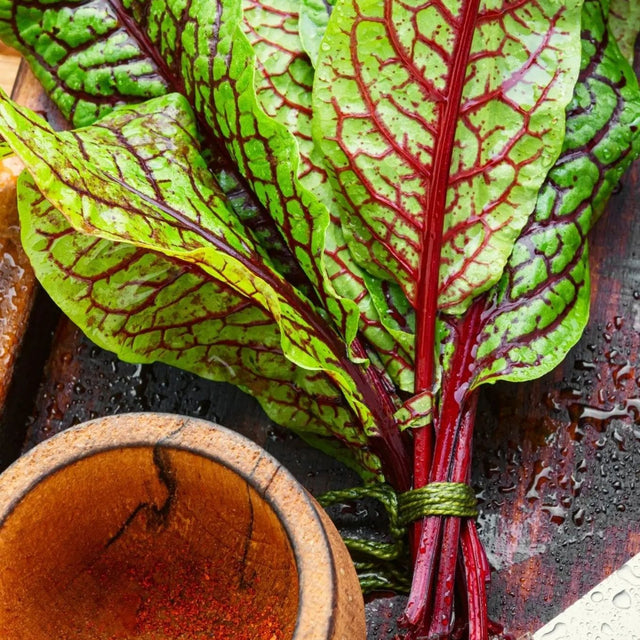 Sorrel Seeds - Red Veined Sorrel - Alliance of Native Seedkeepers - Herb Seeds