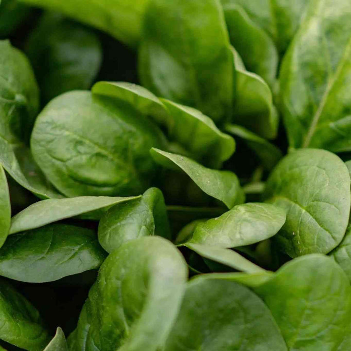 America Spinach Seeds