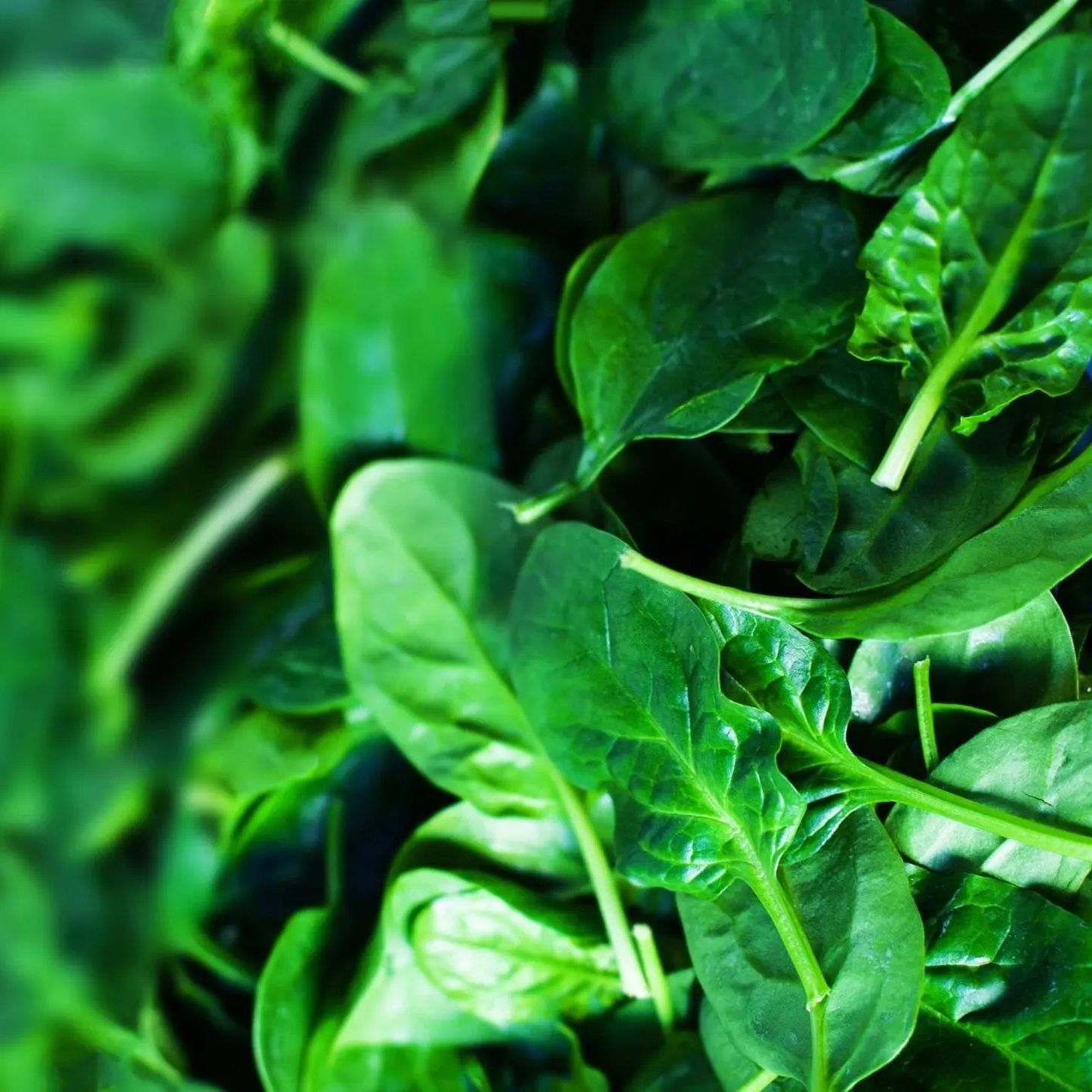 Spinach Seeds - Bloomsdale Long Standing Spinach - Alliance of Native Seedkeepers - Vegetable Seeds